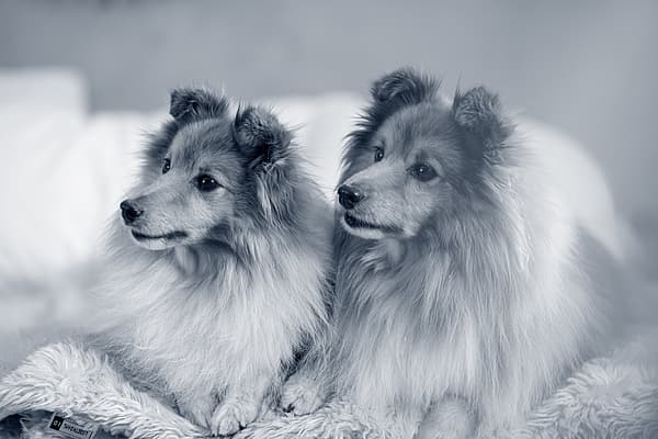Twee honden die op een deken liggen.