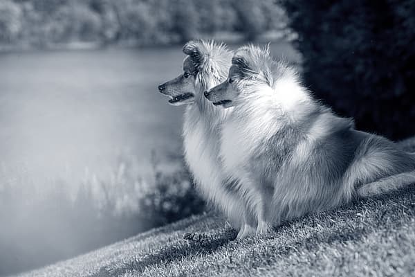 Twee honden die op gras zitten.