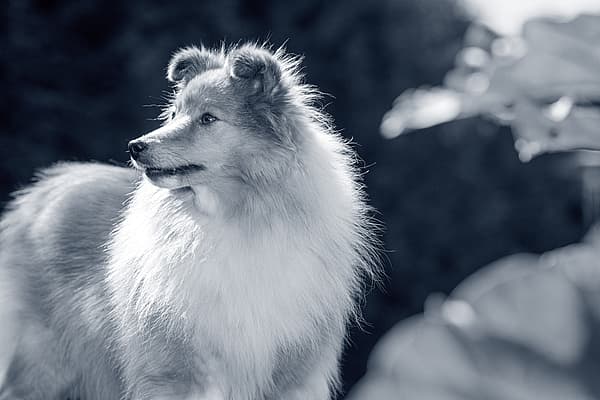 Een hond die zich buiten in de zon bevindt.