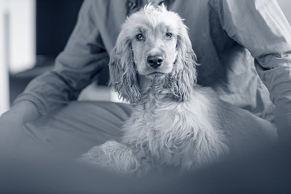 Een hond die op schoot zit.