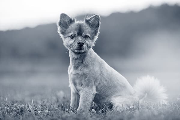 Een hond die in het gras zit.