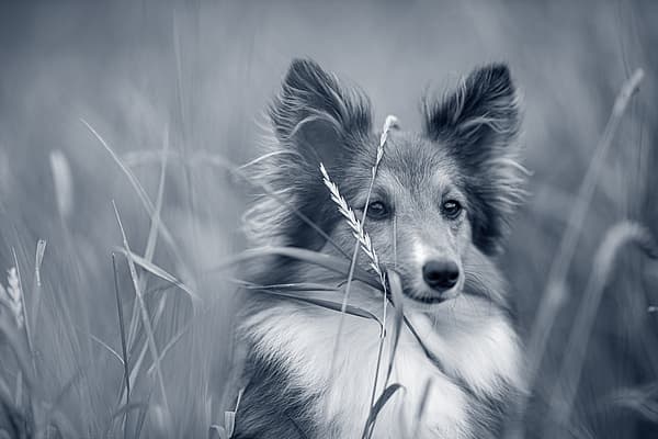 Een hond in lang gras.