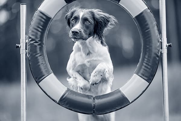 Een hond die door een ring springt.