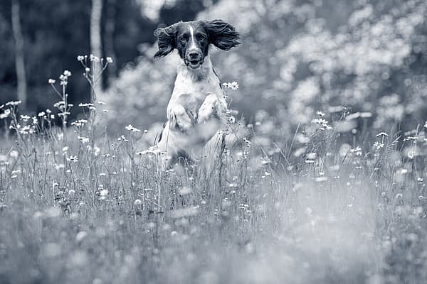 Een hond die in een veld van bloemen springt.