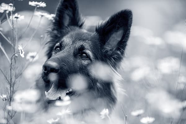Een hond in een veld met bloemen.