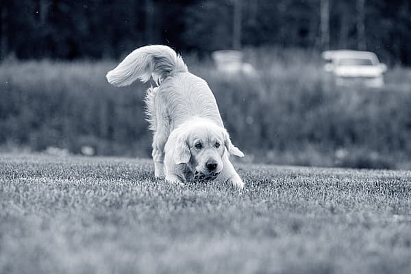 Een hond die in het gras rent.