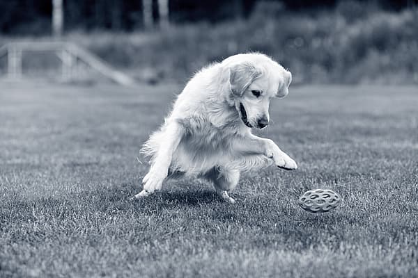 Een hond die rent om een bal te vangen.