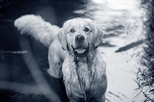 Een hond die zich in het water bevindt.