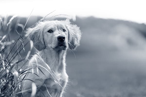 Een hond die in het gras zit.