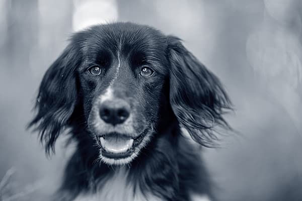 Een zwart-witfoto van een hond.