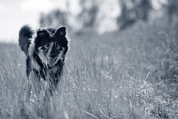 Een hond die door lang gras rent.