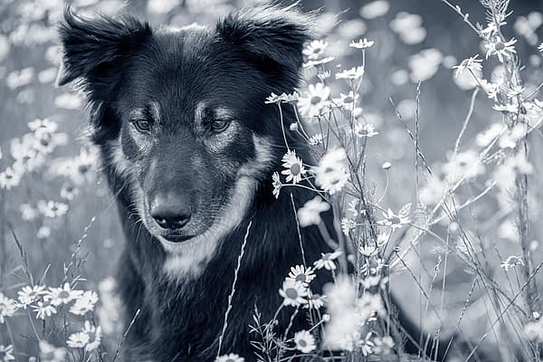 Een hond die in een veld van bloemen zit.