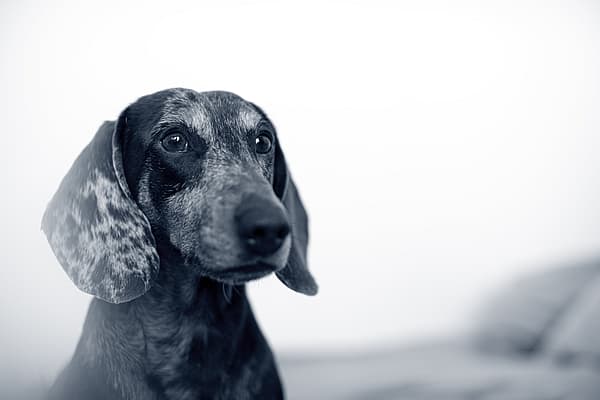 Een hond die de camera bekijkt.