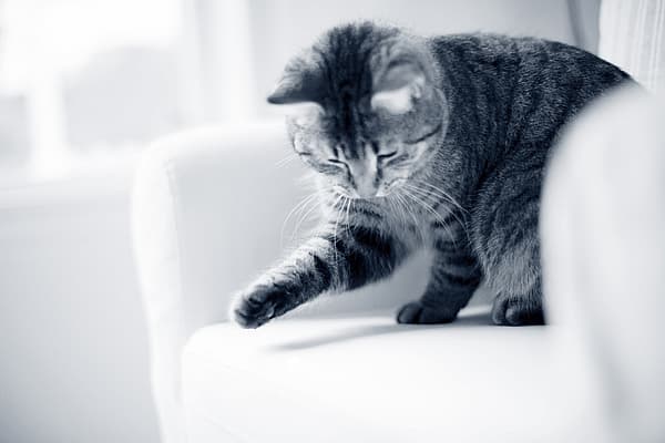 Een kat zittend op een bank.