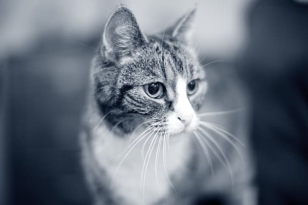 Een kat die de camera bekijkt.