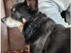 Een hond zittend op een bank.