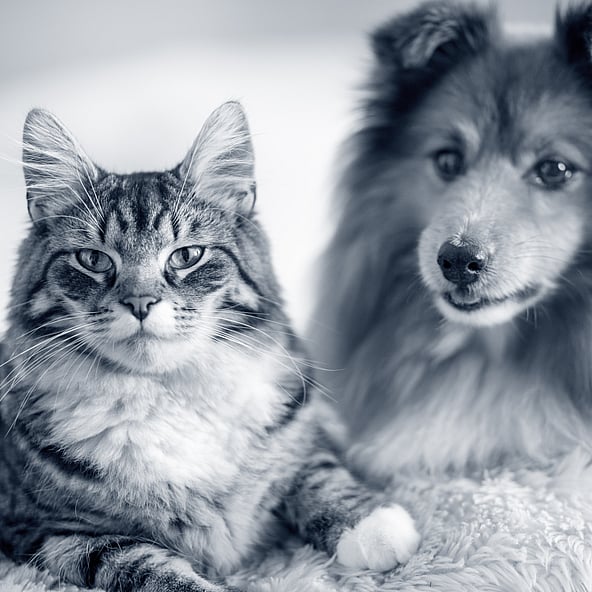 Kat an Hond