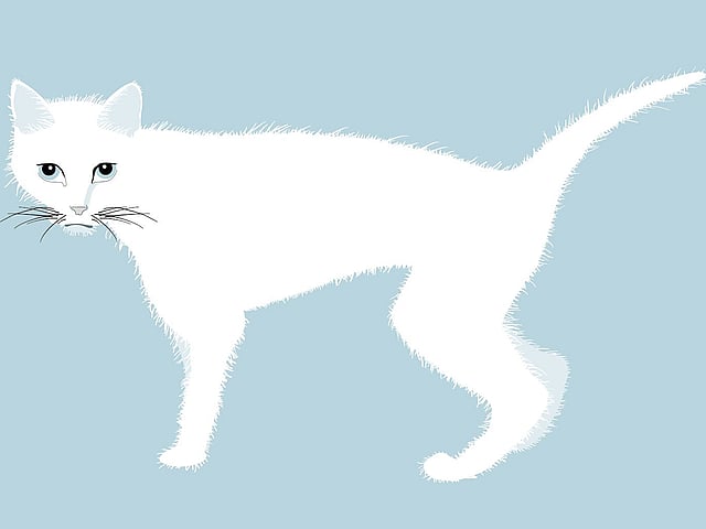 Een witte kat met blauwe ogen.