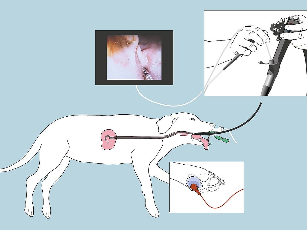 Een diagram van een hond met een intraveneus systeem.
