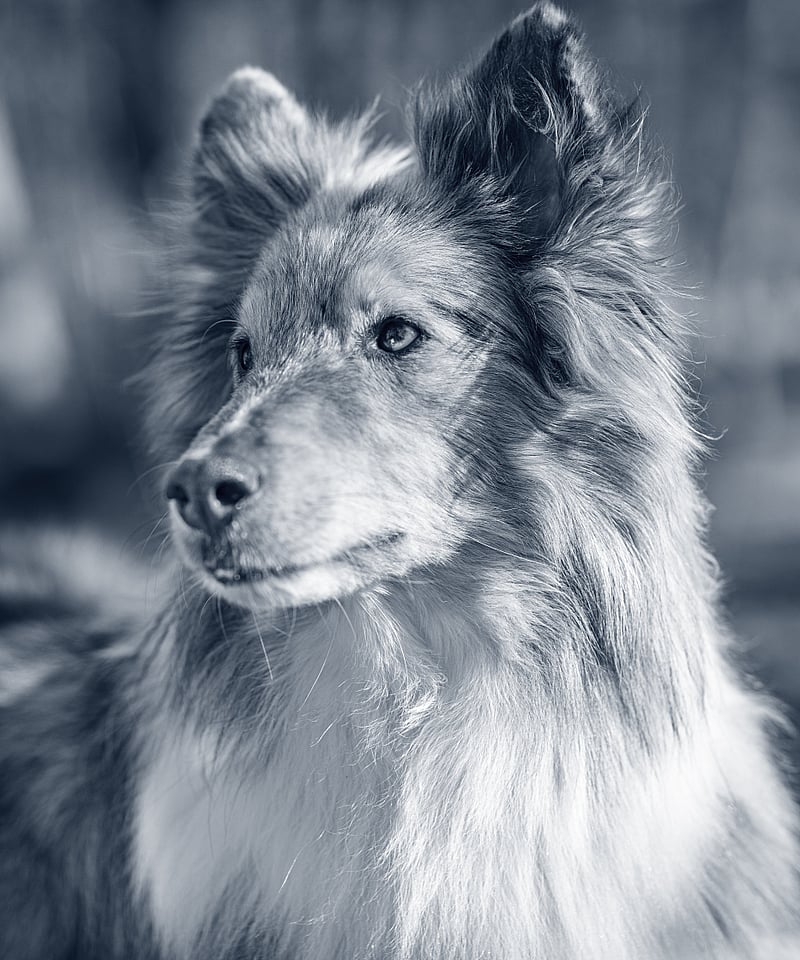 AniCura IJmuiden IJmond