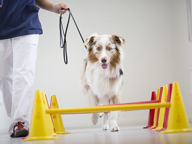 Een hond die aan de lijn loopt.