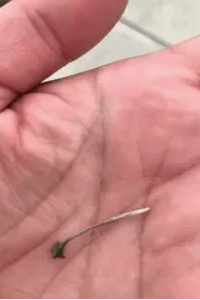 Een close-up van een hand.