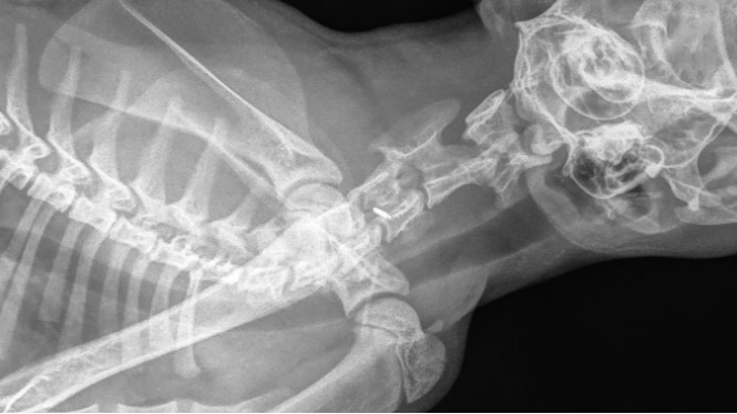 Röntgenstraal van de nek van een hond.
