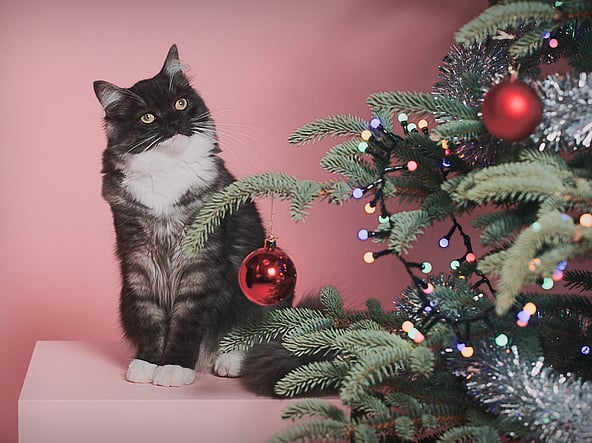 Een kat die naast een kerstboom zit.