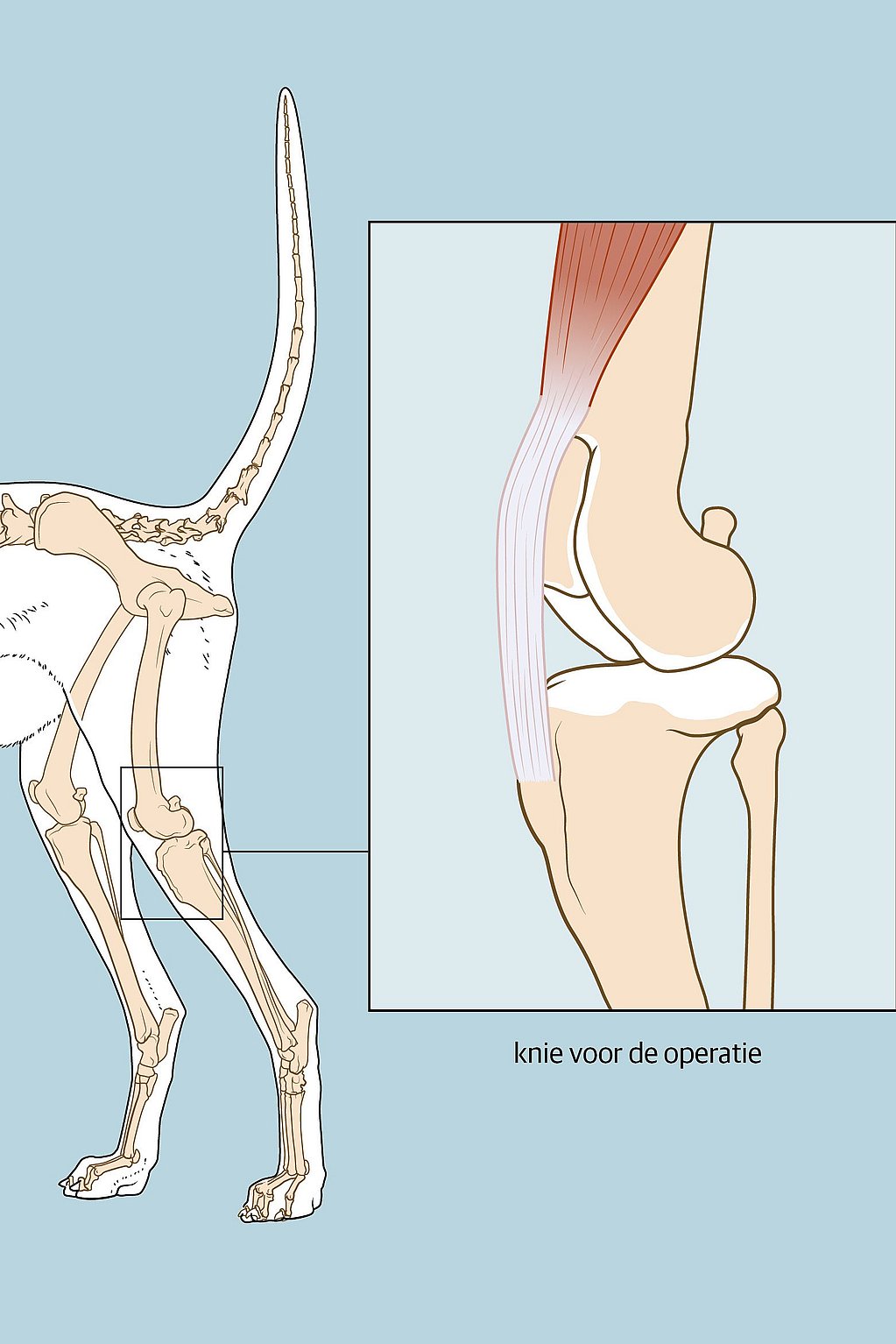 Een diagram van het lichaam van een hond.