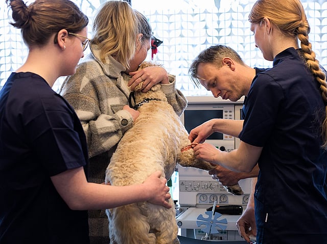 Een groep mensen die een hond vasthouden.