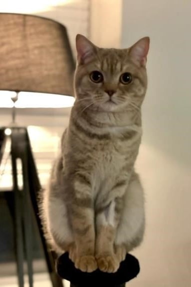 Een kat zittend op een tafel.