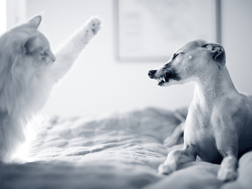 Een kat en een hond op een bed.