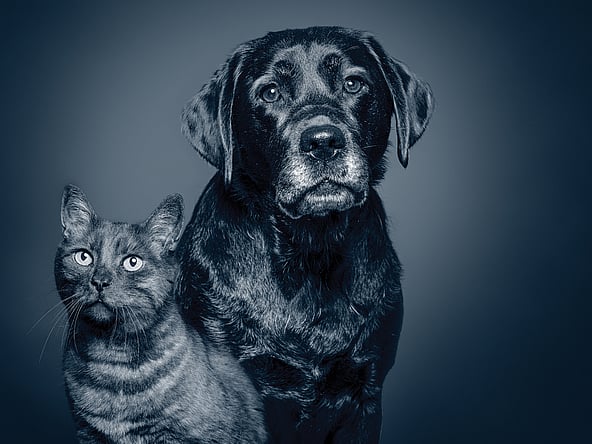Een hond en een kat die camera bekijken.