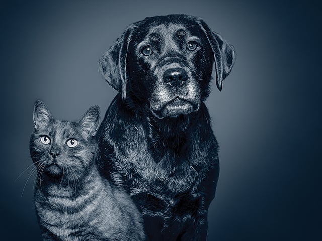 Een hond en een kat die camera bekijken.