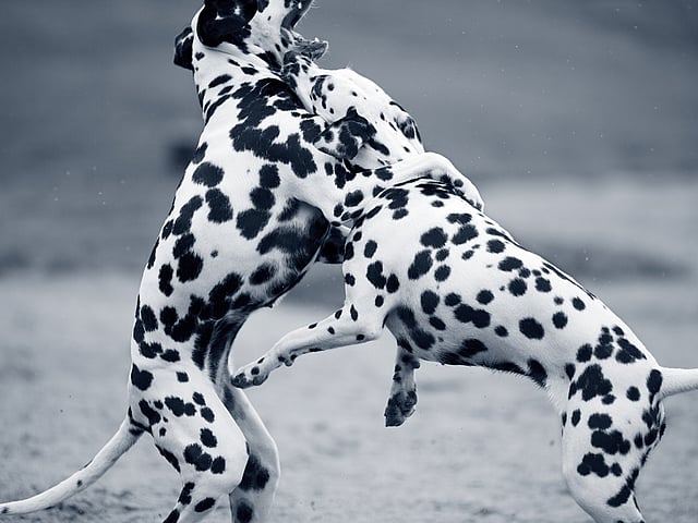 Twee honden die met elkaar spelen.
