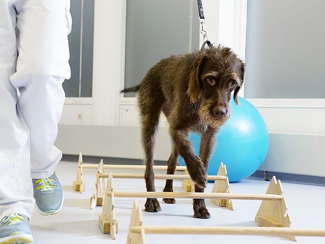 Een hond aan de leiband die op een blauwe bal loopt.