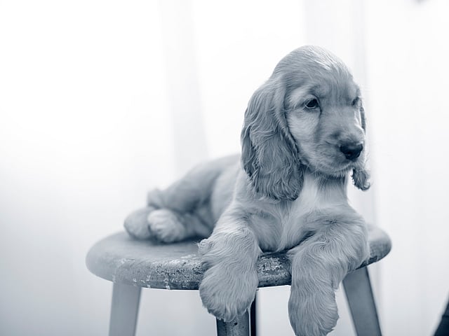 Een hond liggend op een kruk.