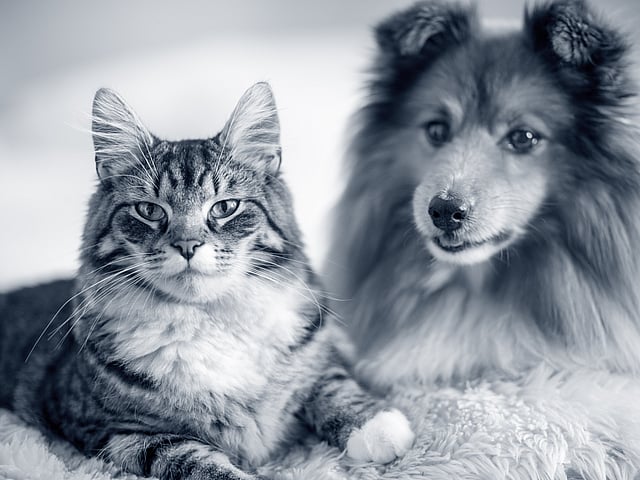Een kat en een hond die op een deken liggen.