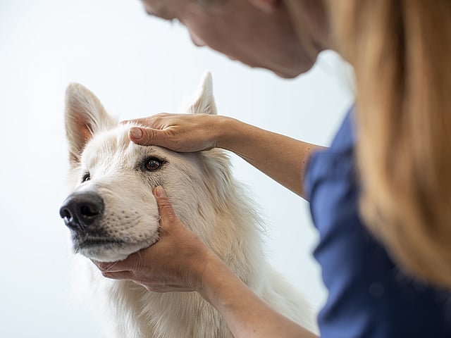 Een persoon die een hond aait.