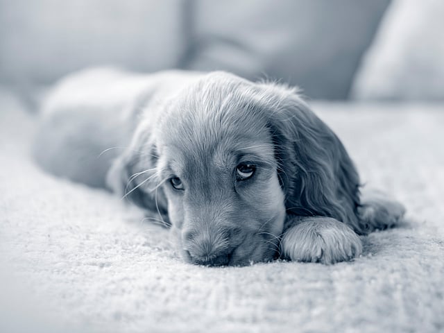 Een hond die op een bank ligt.