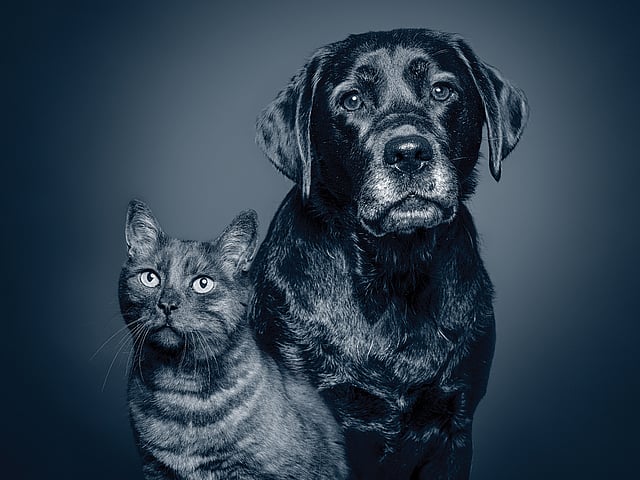 Een hond en een kat die camera bekijken.