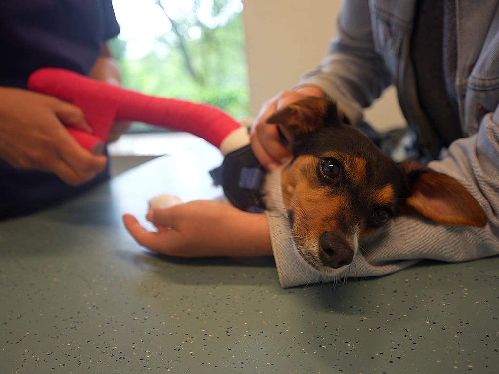 Een persoon met een hond op een tafel.