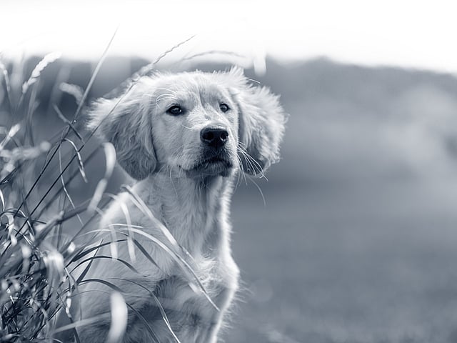 Een hond die in het gras zit.