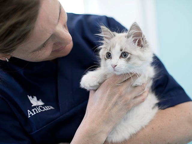 Een persoon die een kat vasthoudt.