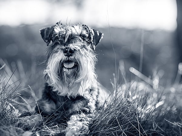 Een hond die in het gras ligt.