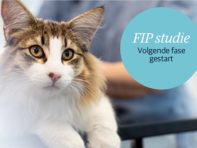 Een kat die de camera bekijkt.