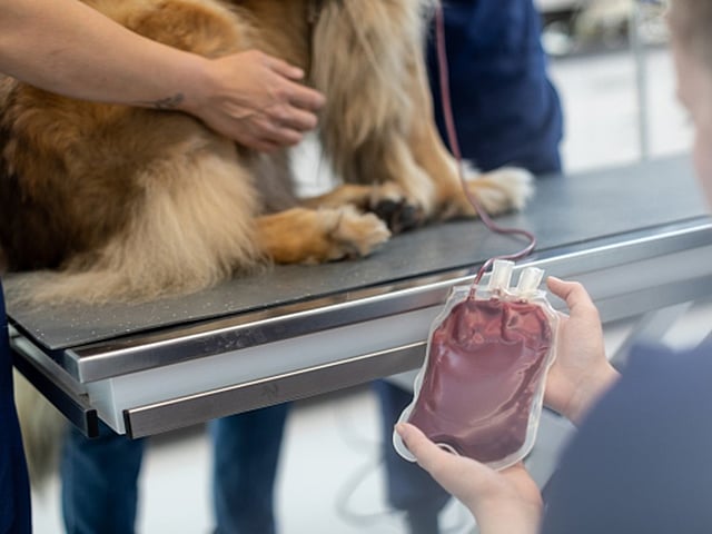 Een persoon die een zak bloed vasthoudt.