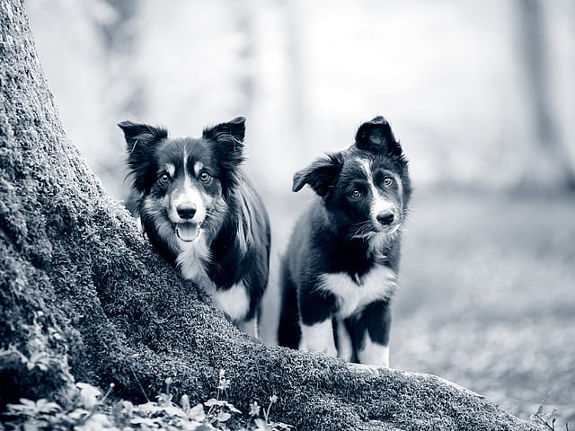 Twee honden die zich naast een boom bevinden.