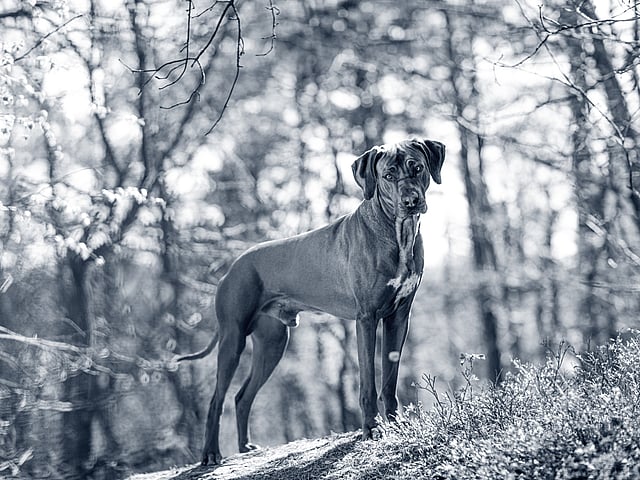 Een hond die zich op een heuvel bevindt.