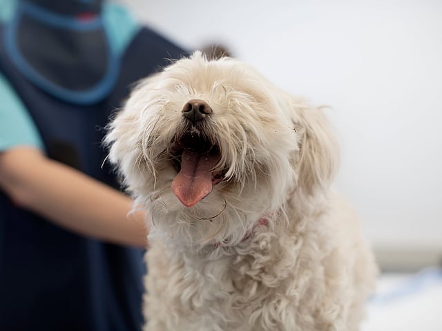 White dog before x-ray